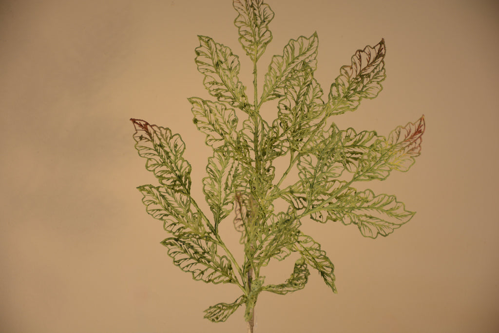 Follaje, Toledo verde /cafe