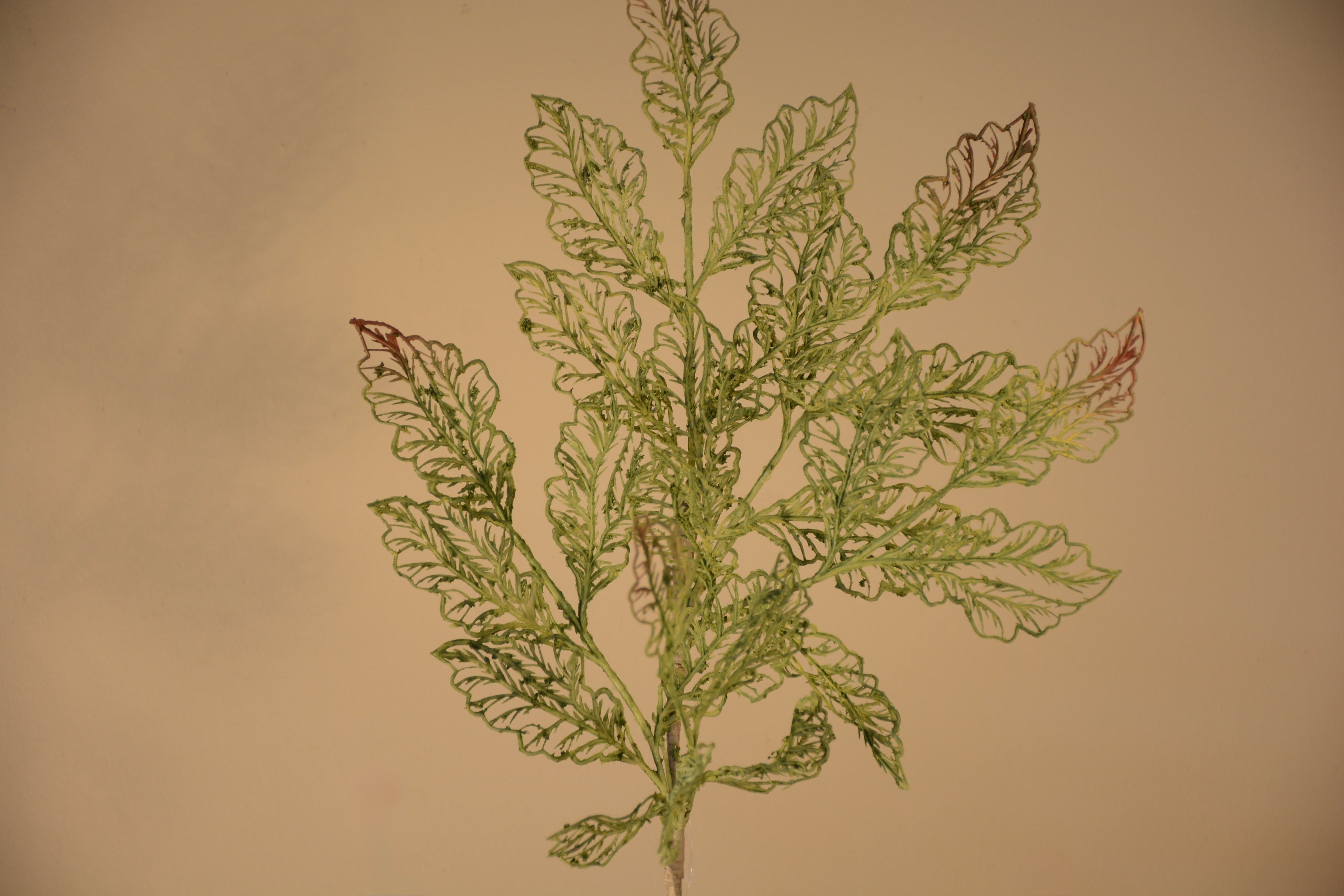 Follaje, Toledo verde /cafe