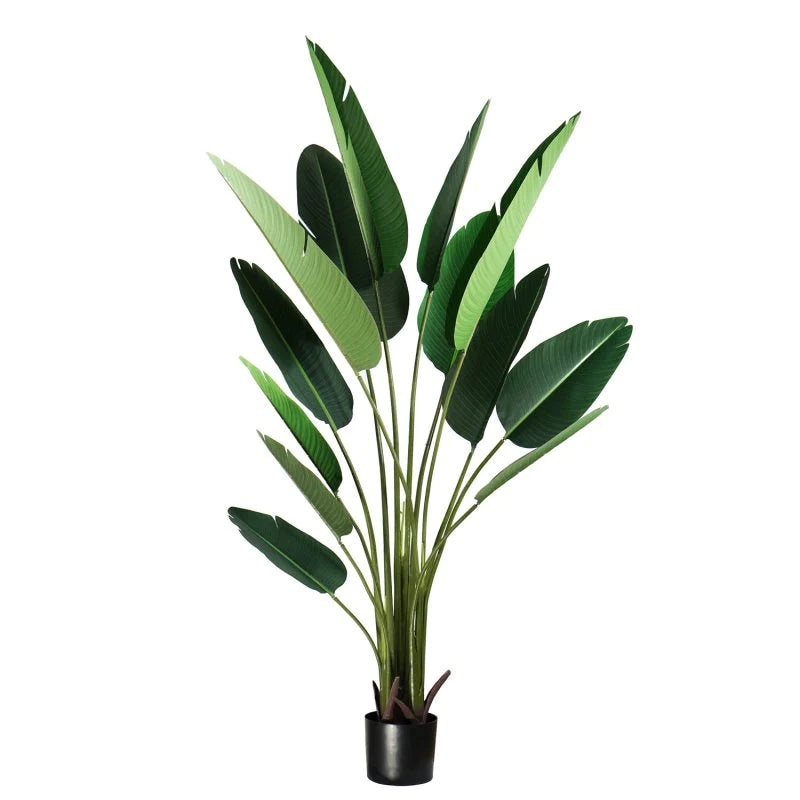 AVE DEL PARAISO A210