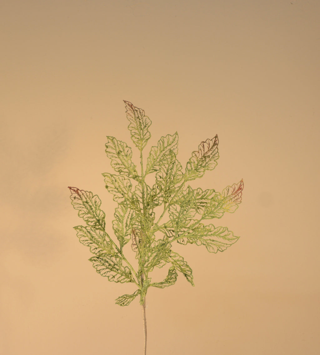 Follaje, Toledo verde /cafe