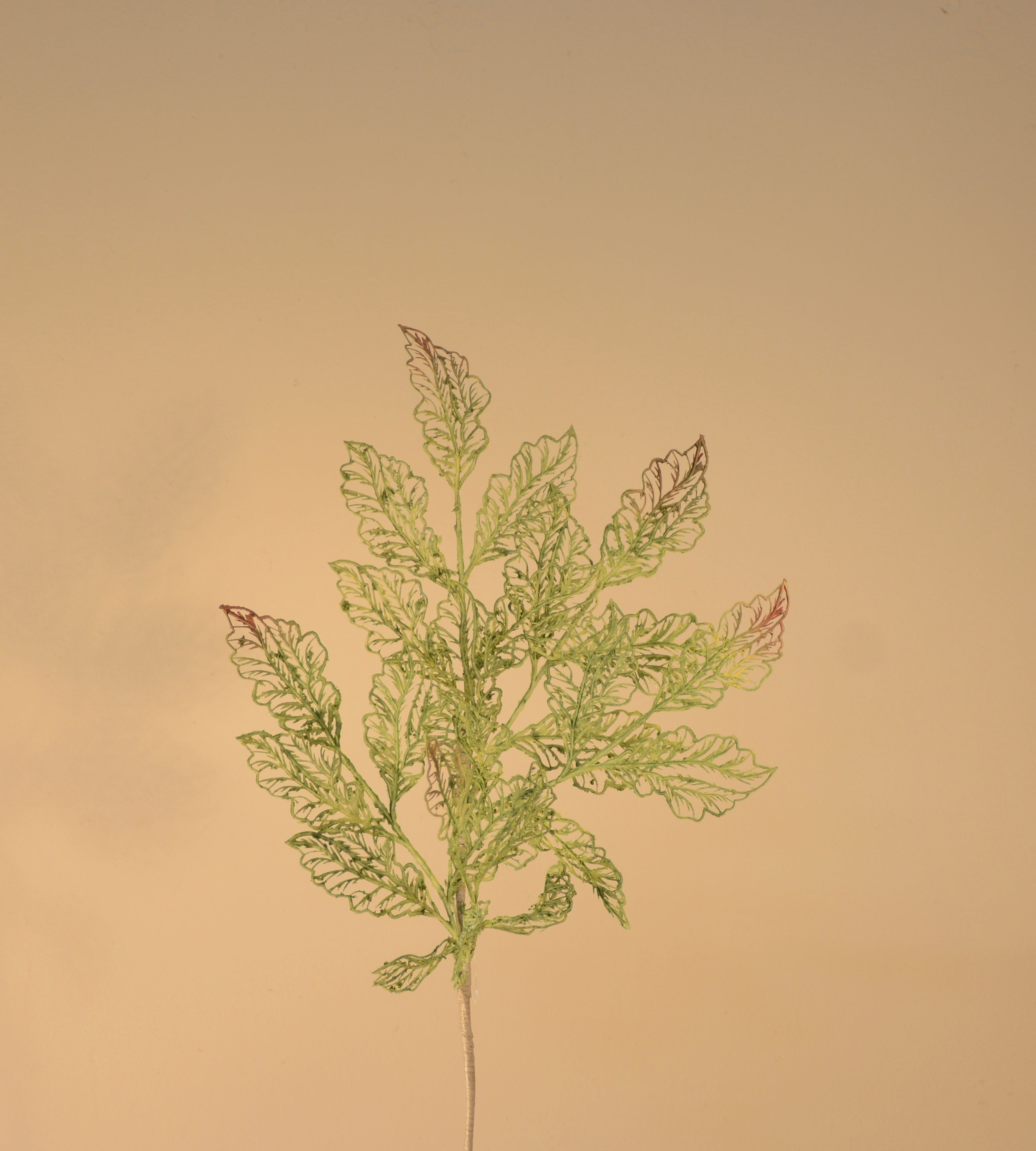 Follaje, Toledo verde /cafe