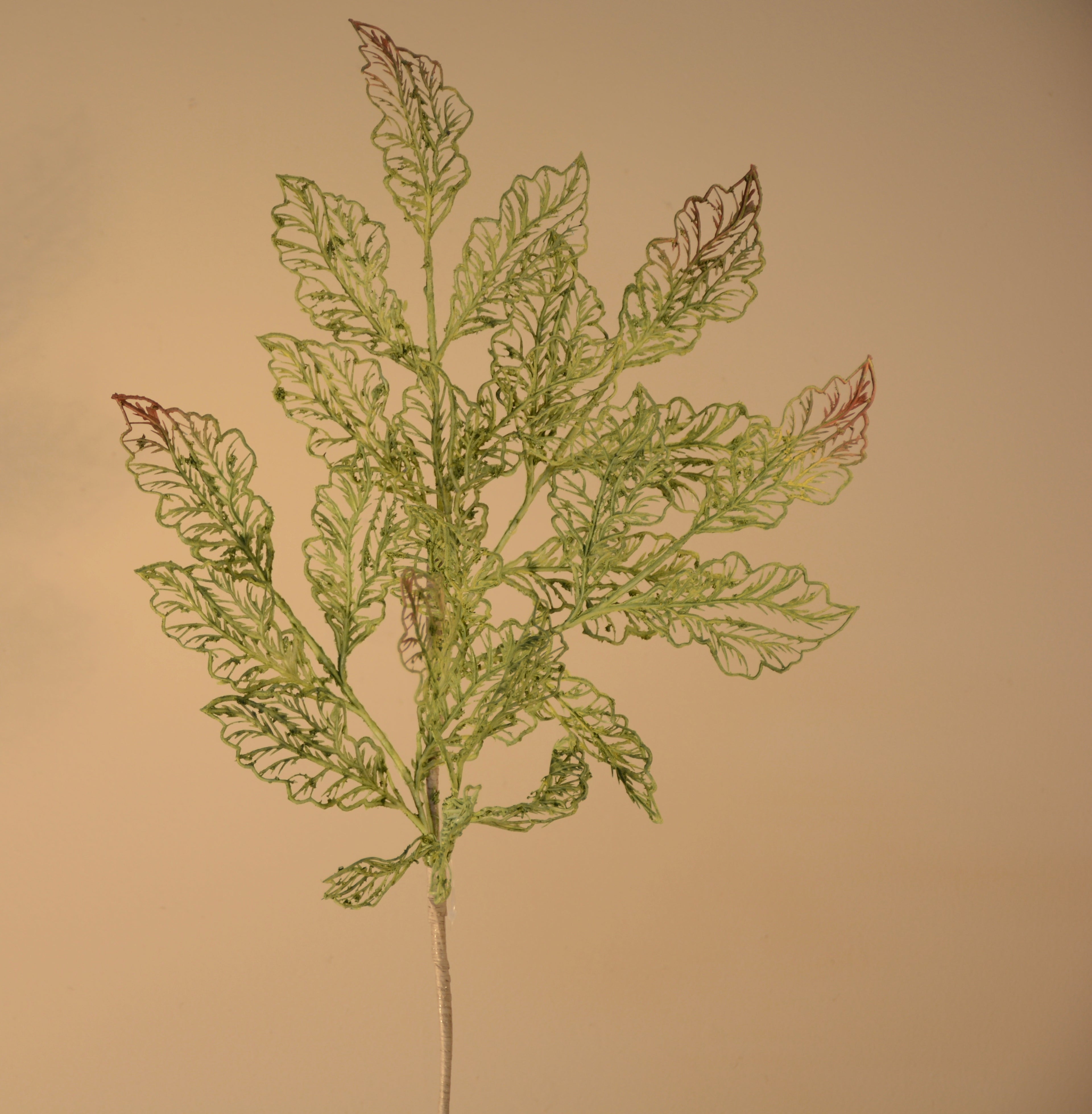 Follaje, Toledo verde /cafe