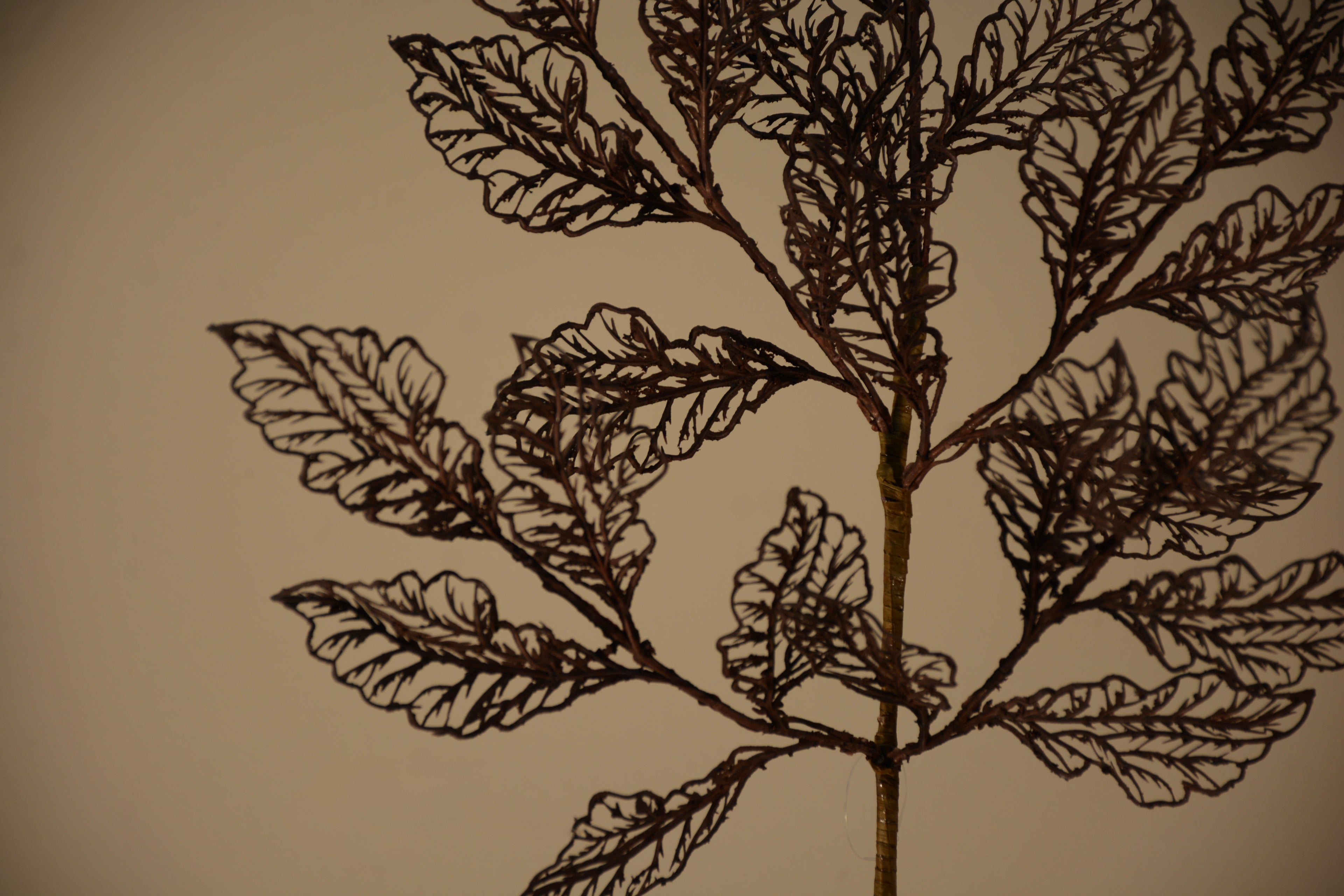 Follaje, Toledo burgundy