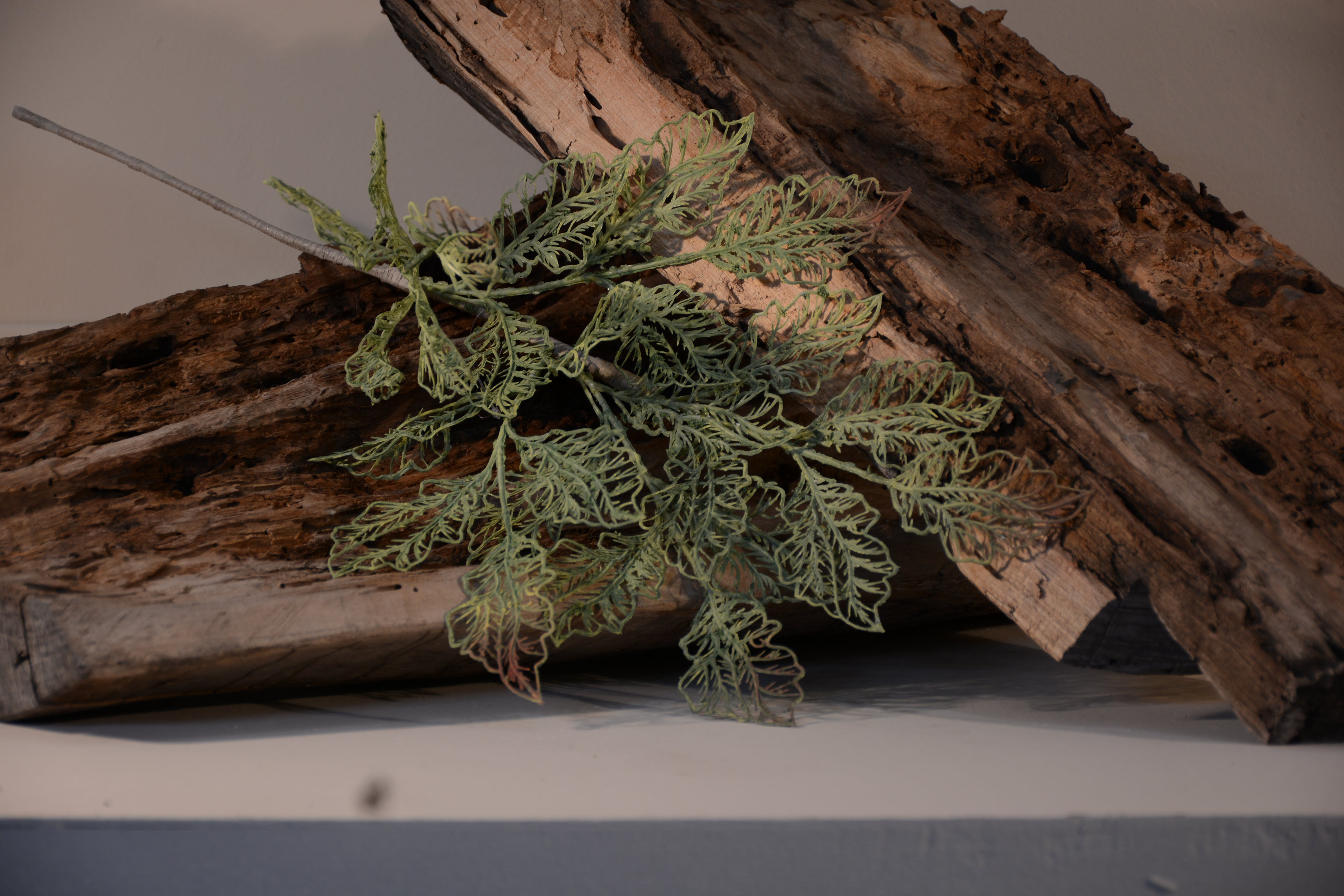 Follaje, Toledo verde /cafe