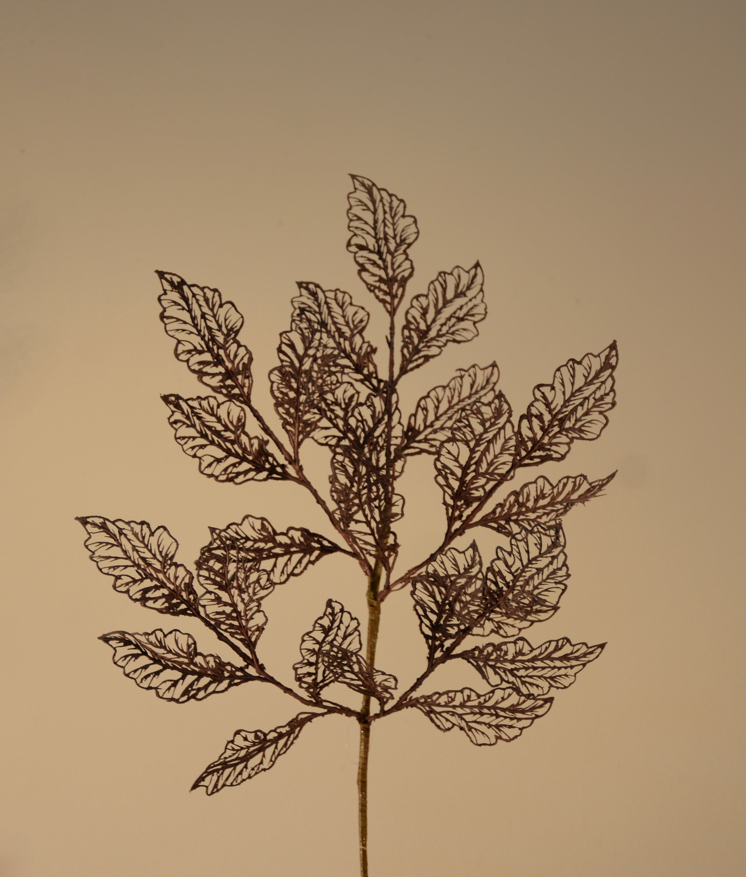 Follaje, Toledo burgundy