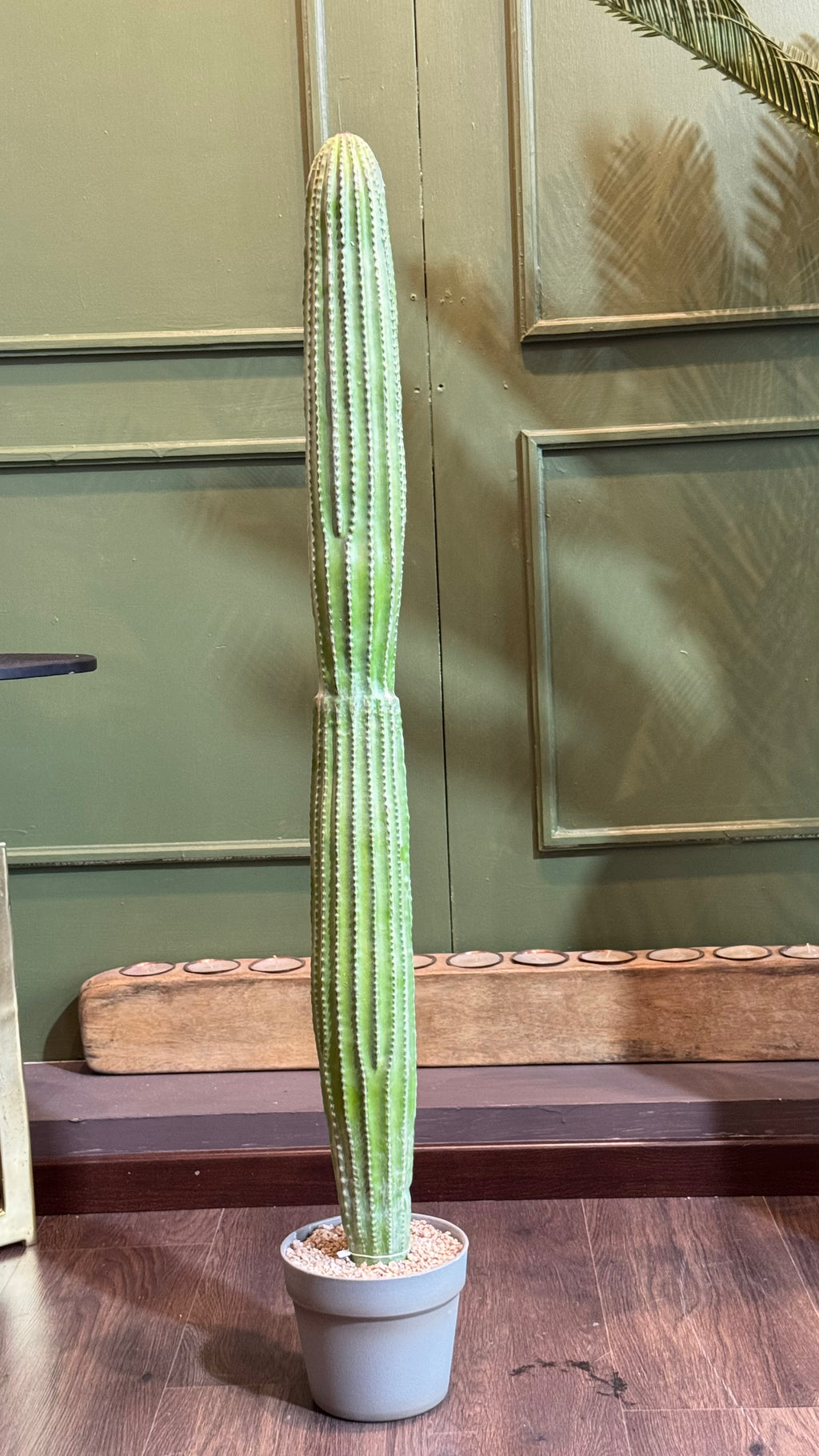 CACTUS ORGANO EN MACETA