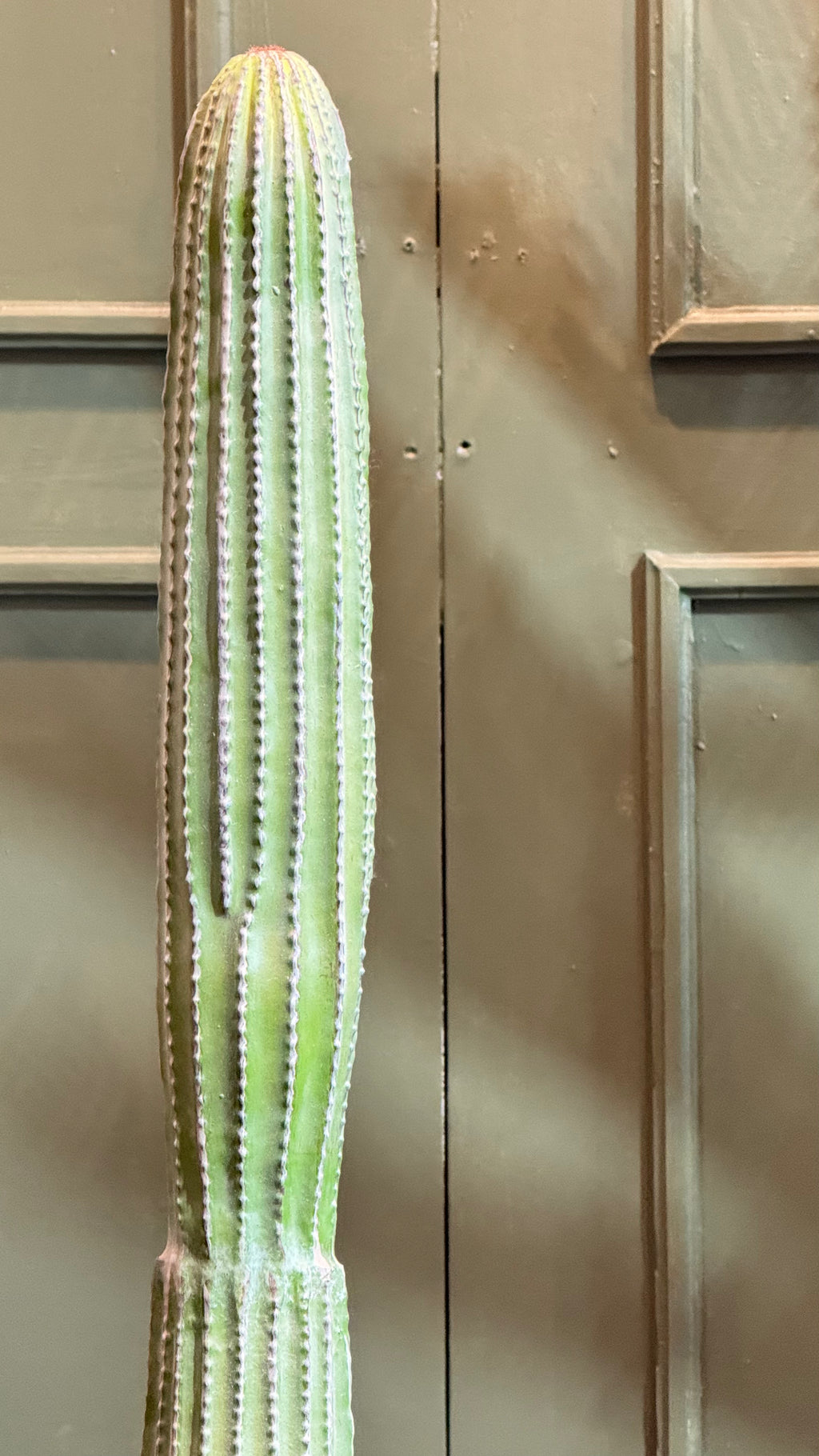 CACTUS ORGANO EN MACETA