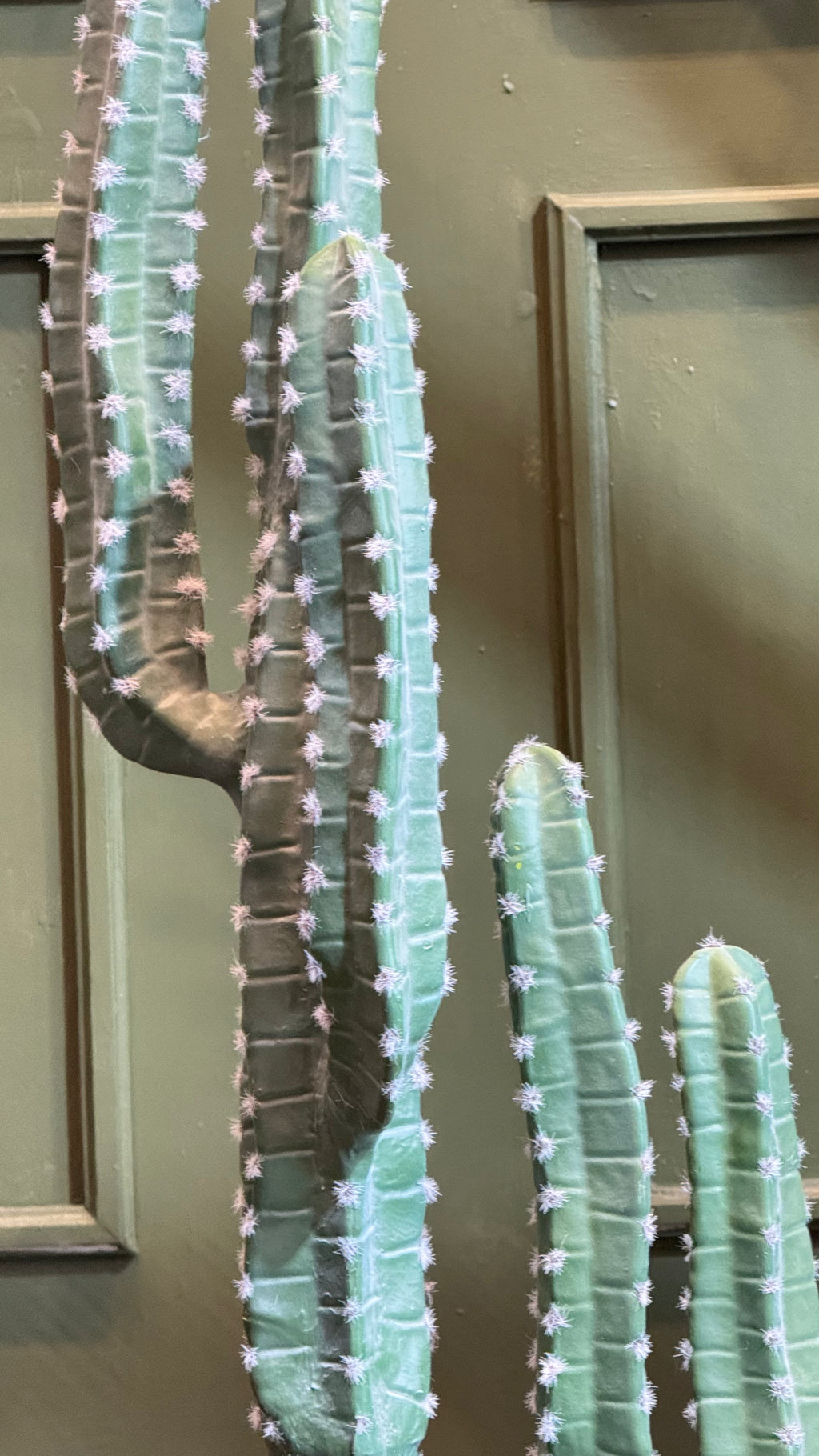 CACTUS CEREUS
