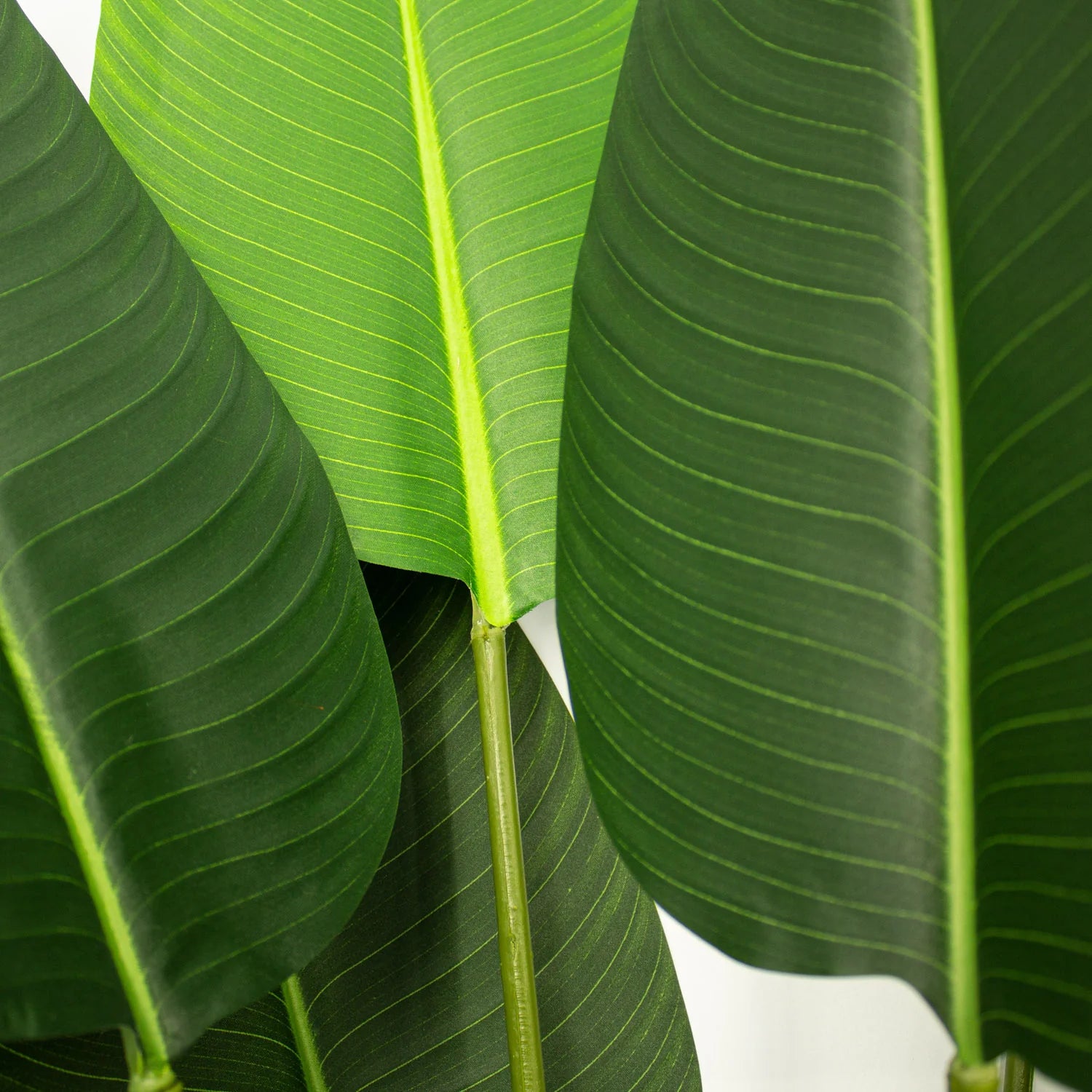 AVE DEL PARAISO A210