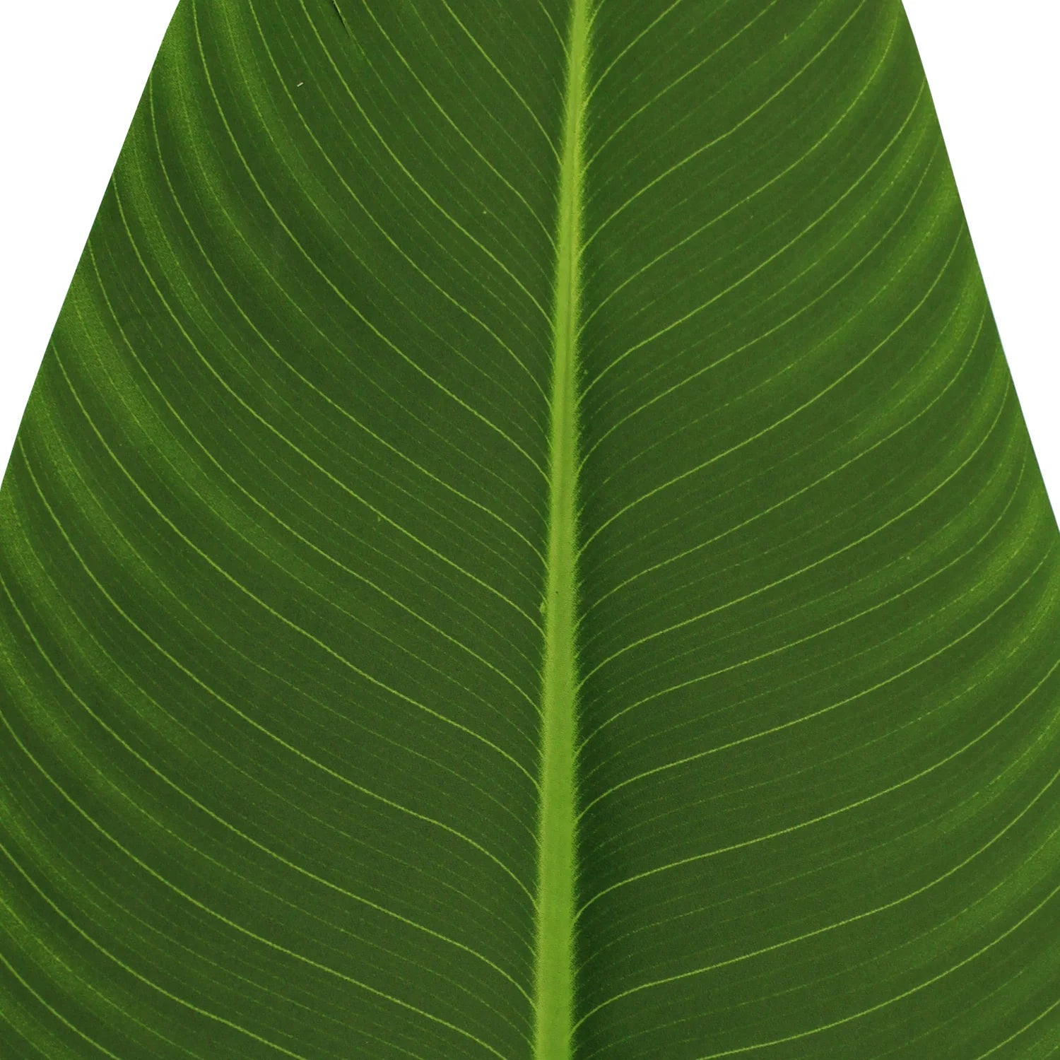 AVE DEL PARAISO A210