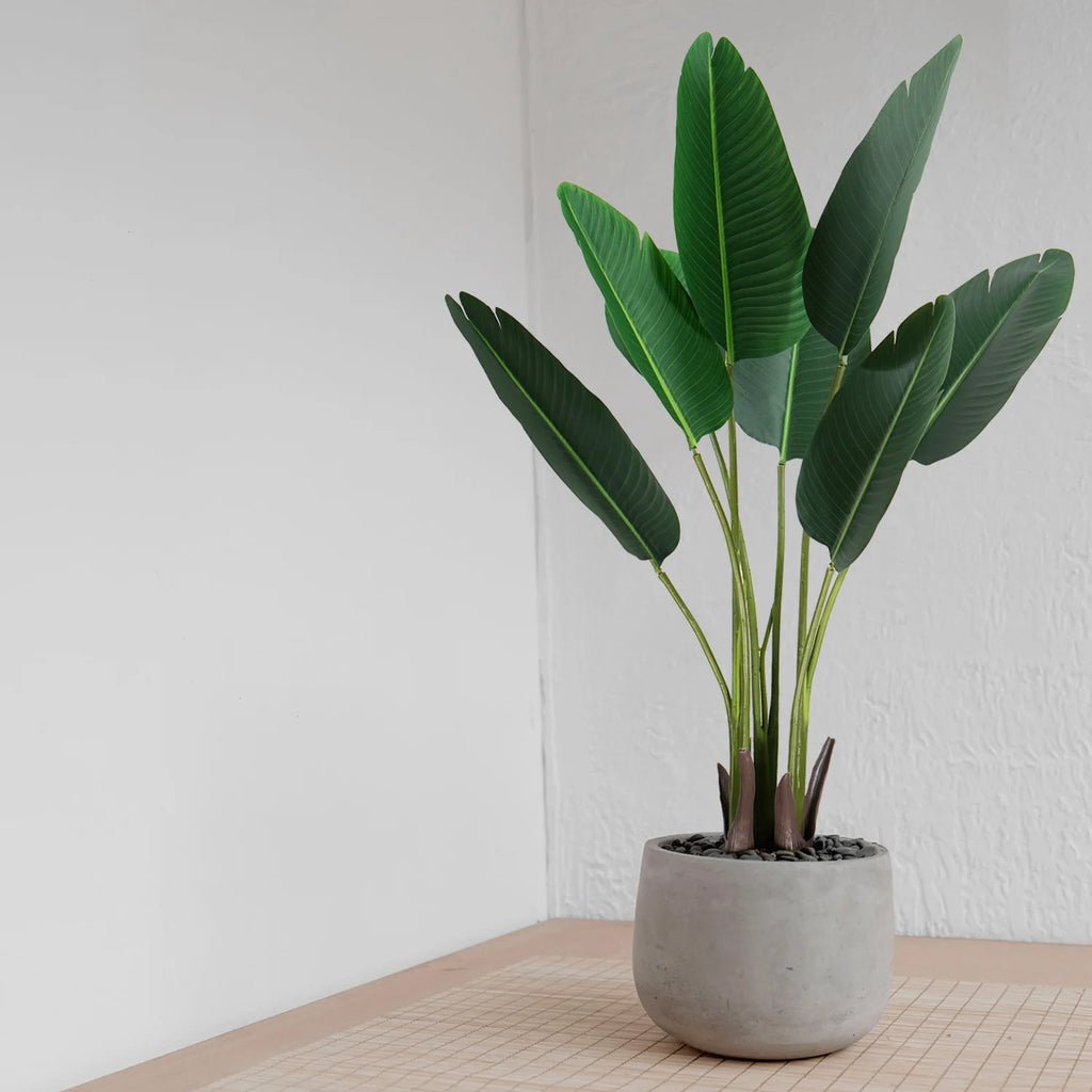 AVE DEL PARAISO A210