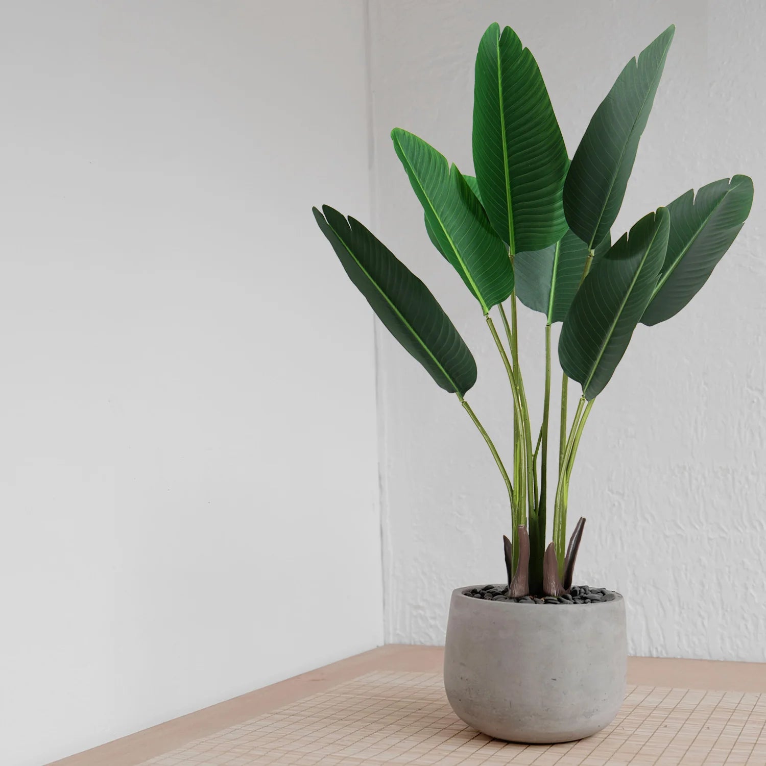 AVE DEL PARAISO A210