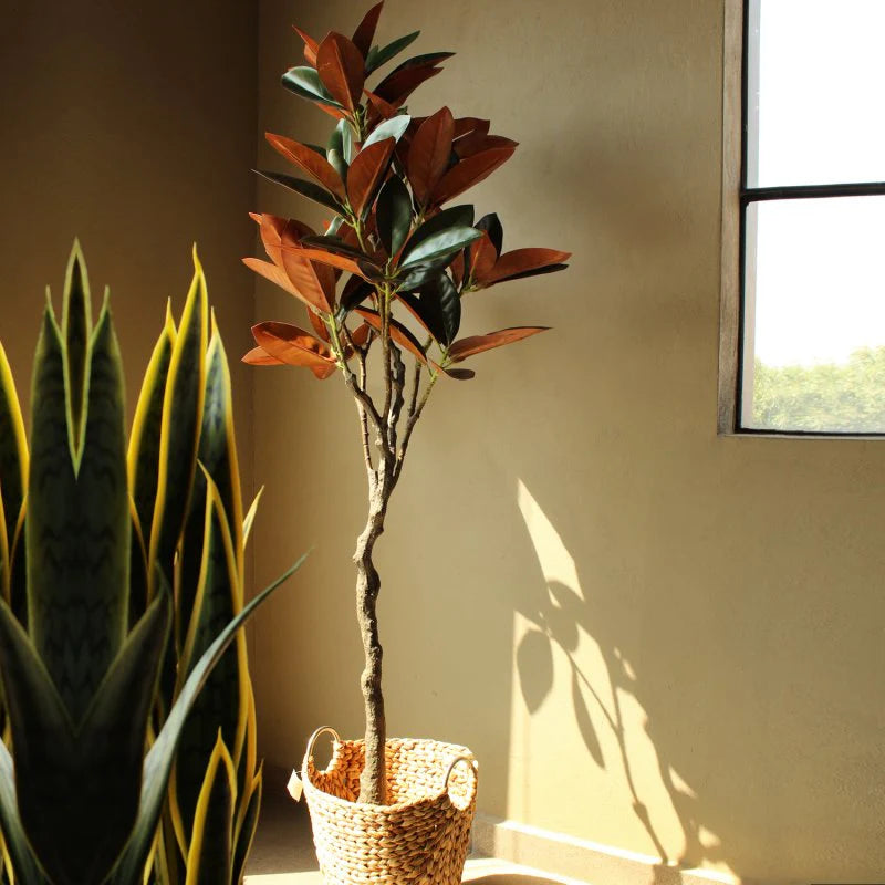 ARBOL DE MAGNOLIAS A150